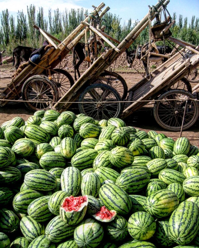 3 donkeys and a lot of watermelon