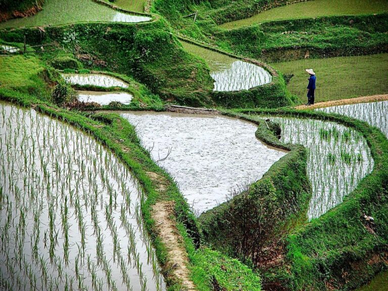 Miao farmer checking on his rice paddies, Northern Guangxi, southwest China