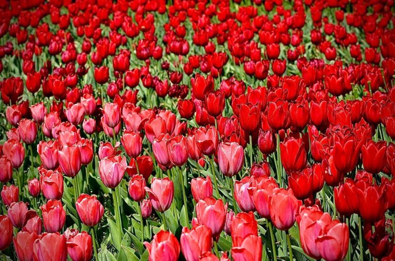 Flowers are everywhere in Kunming and in Yunnan in general: in gardens of course, but also on clothes, on…, image 1