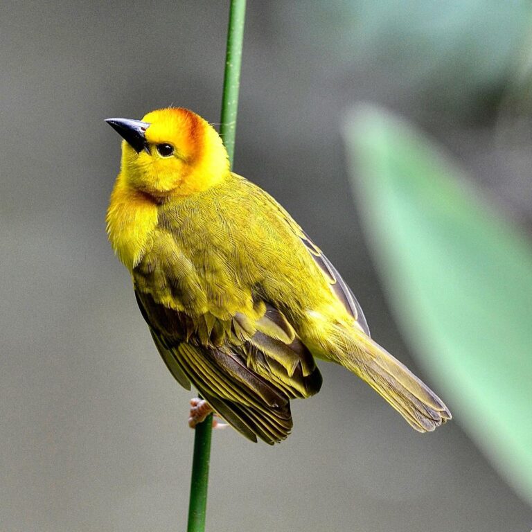 Taveta Golden Weaver