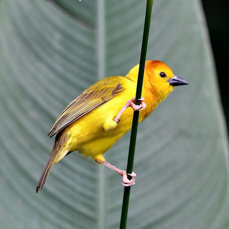 Taveta Golden Weaver