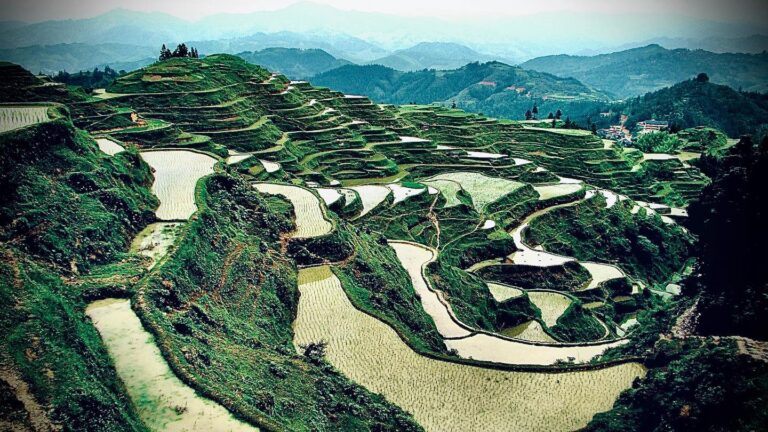 Terraced rice fields around Danian, in North Guangxi, from where the amazing NGO Couleurs de Chine is…