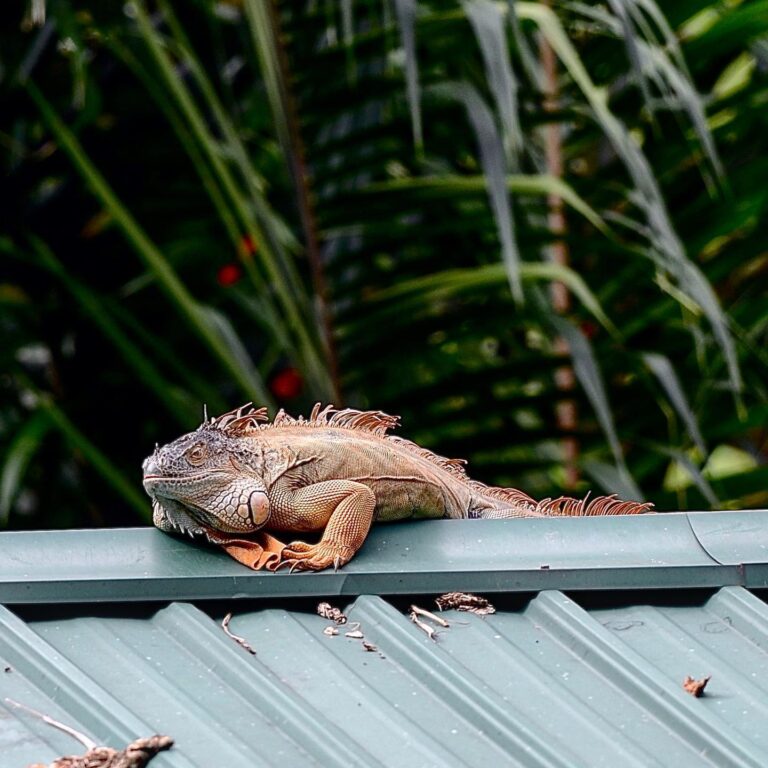 Iguana Instagram: @jurongbirdpark.sg