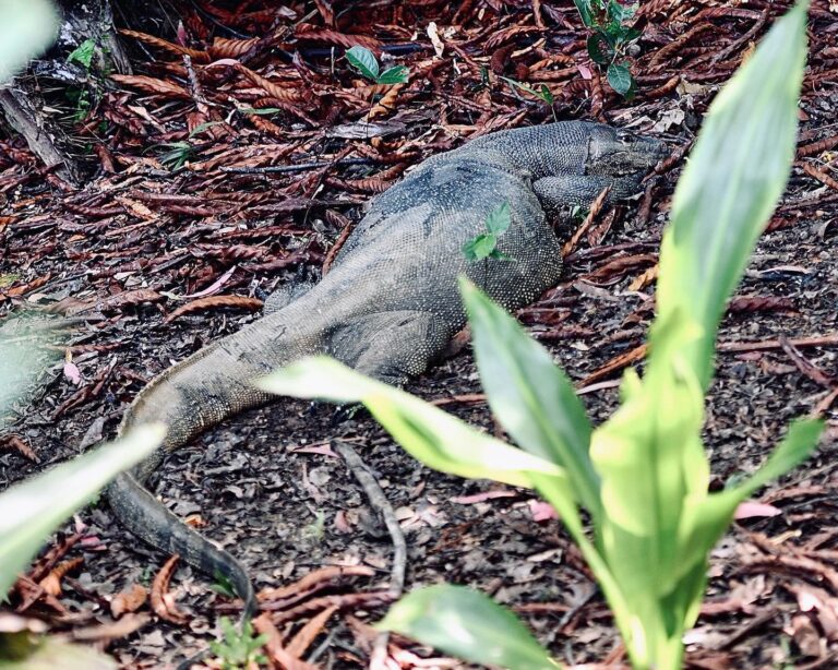 Monitor lizard at Singapore Botanic Gardens