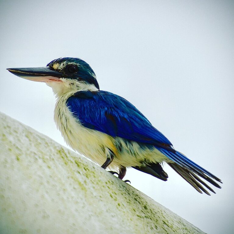 Collared Kingfisher