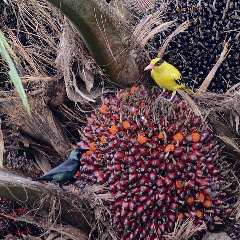Black-naped Oriole & Asian Glossy Starling