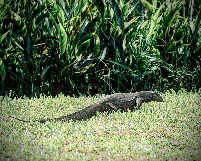 Monitor lizard at Singapore Botanic Gardens, image 1