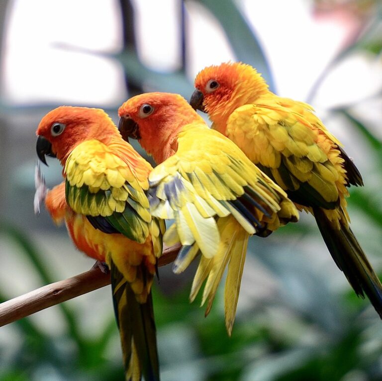 Parrot brothers Instagram: @jurongbirdpark.sg, image 1