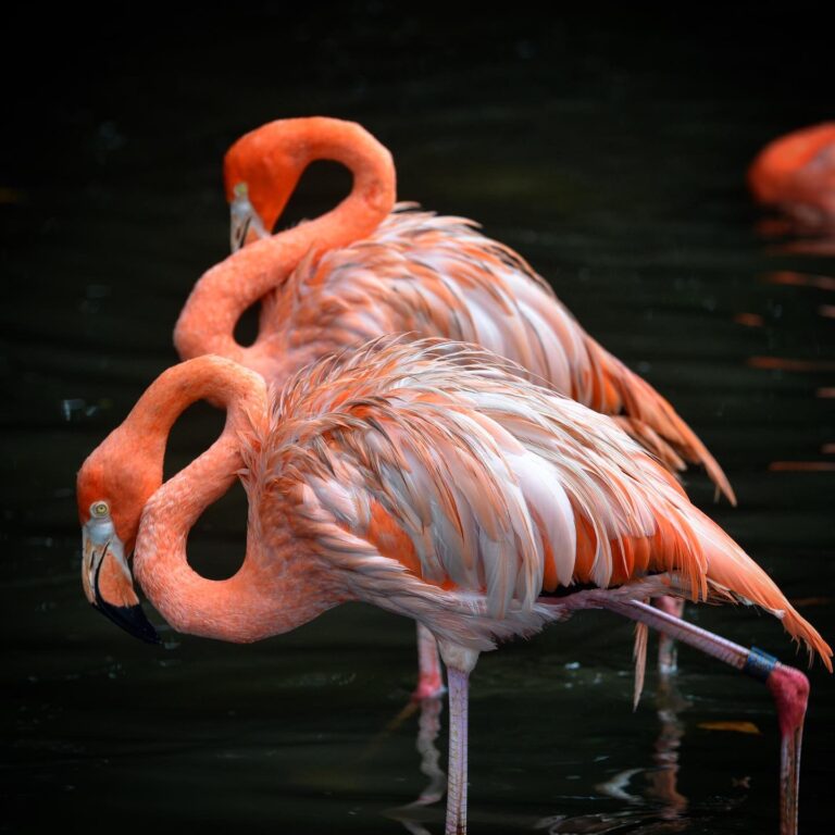 Flamingos Instagram: @jurongbirdpark.sg