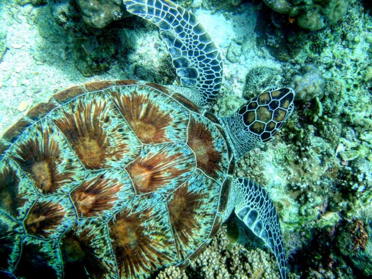 Green Turtle around Borneo