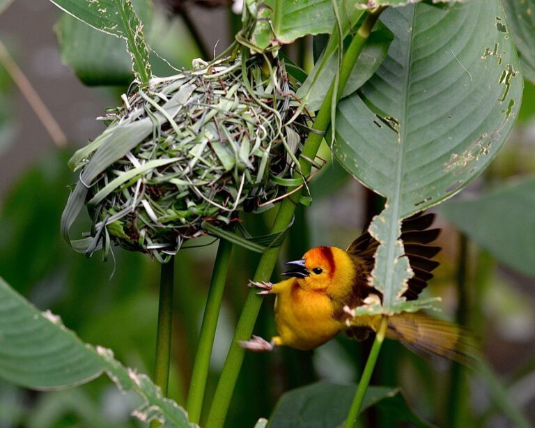 Taveta Golden Weaver