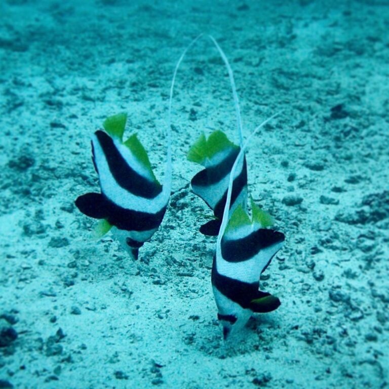Long-fin Bannerfish around Borneo