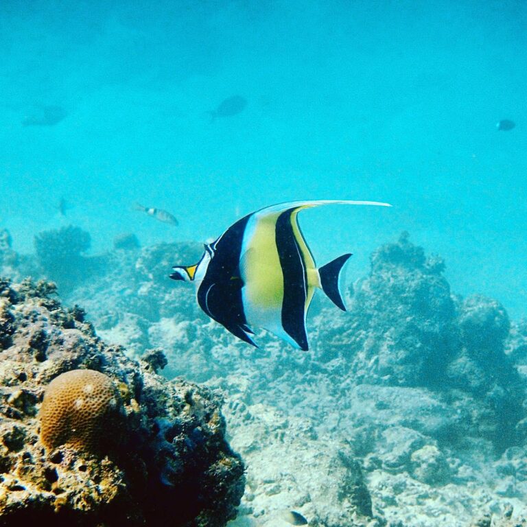 Moorish idol around Borneo