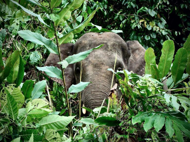 Dwarf Elephant