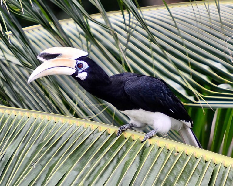Oriental-pied Hornbill, he came back again today! Singaporeans say it’s a good omen!