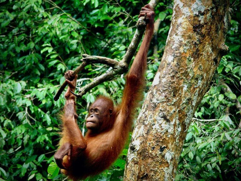 Young orangutan from the northern part of Borneo, Malaysia