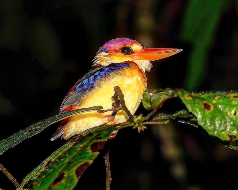 Oriental Dwarf Kingfisher from North Borneo, image 1