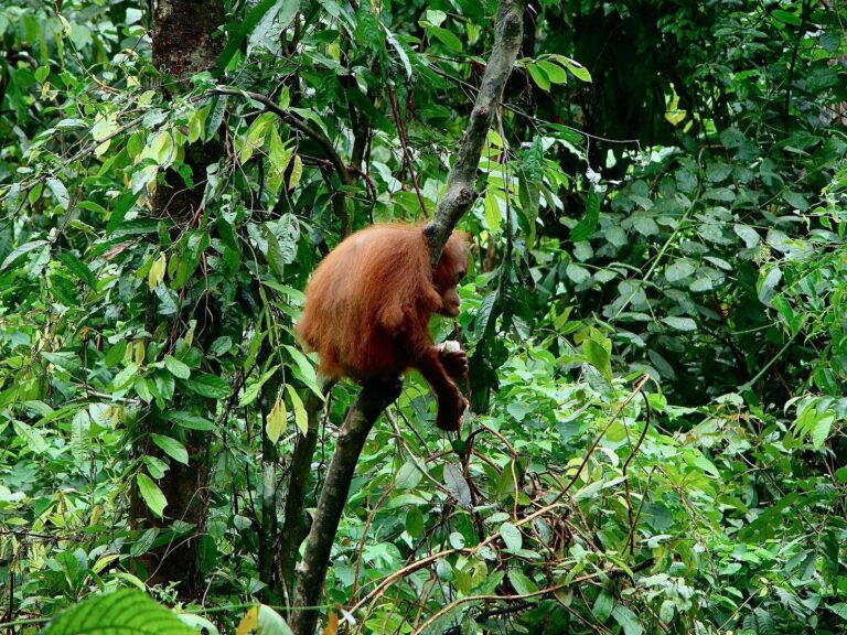 Young orangutan from the northern part of Borneo, Malaysia