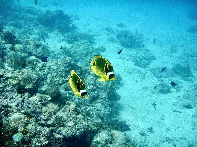 Raccoon Butterflyfish & other marine life around Borneo, image 1