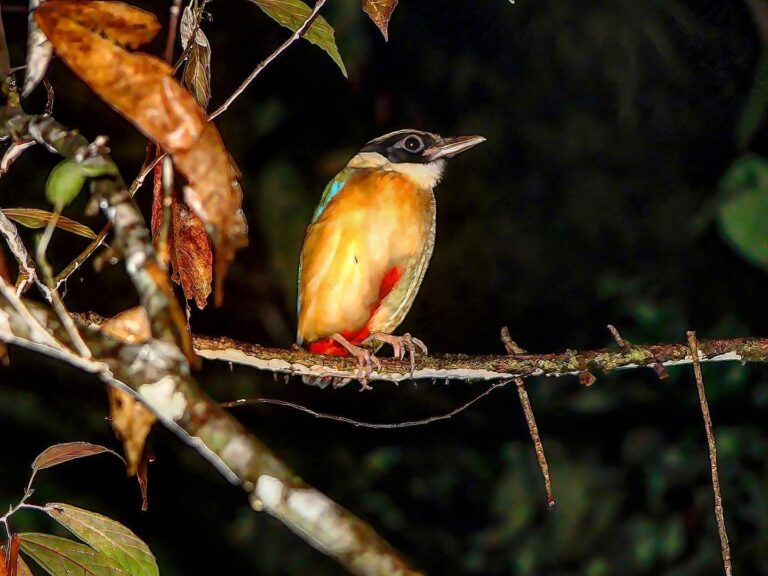 Blue-winged Pitta from North Borneo