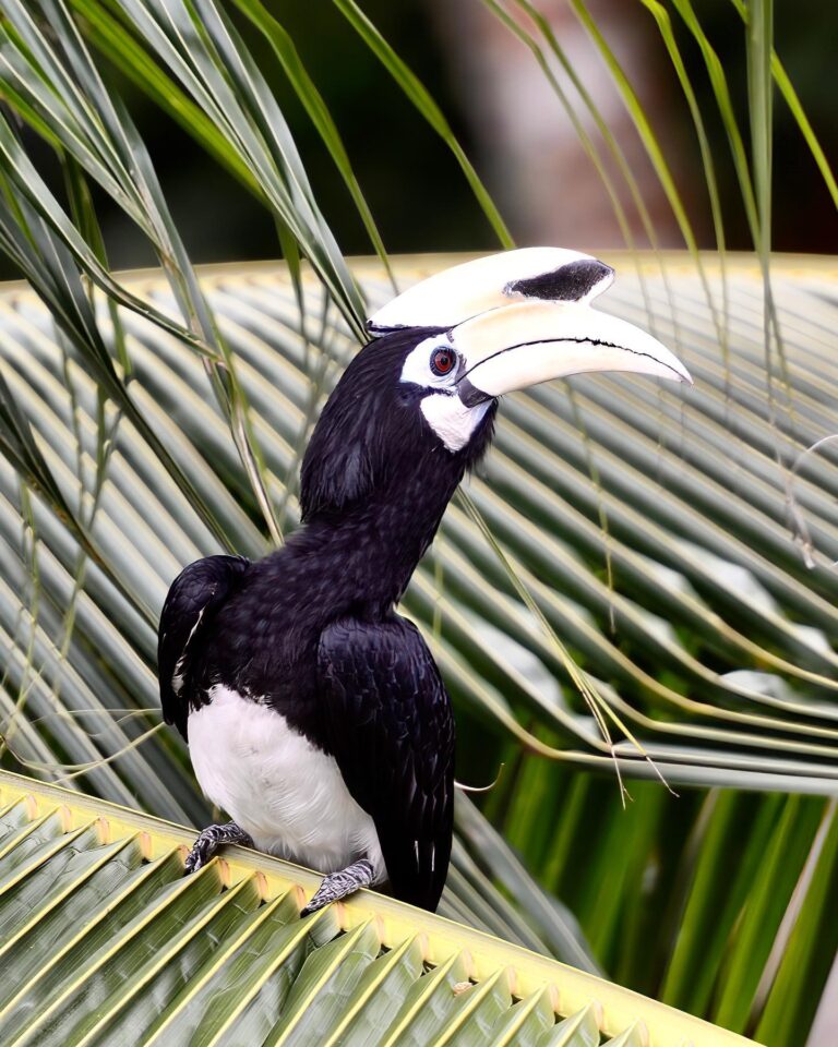 Oriental-pied Hornbill, he came back again today! Singaporeans say it’s a good omen!