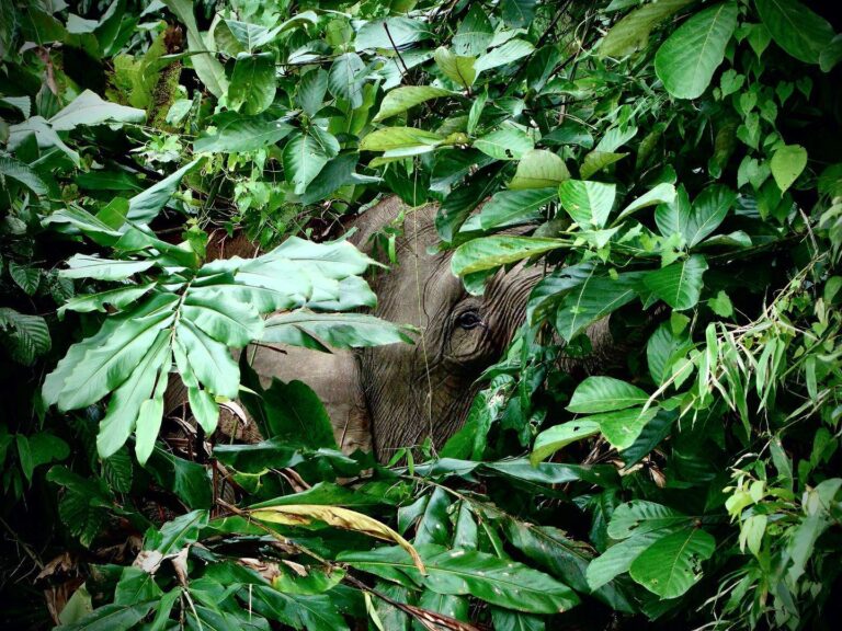 Dwarf Elephant