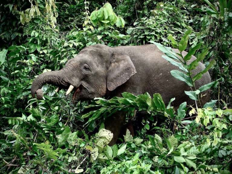 Dwarf Elephant