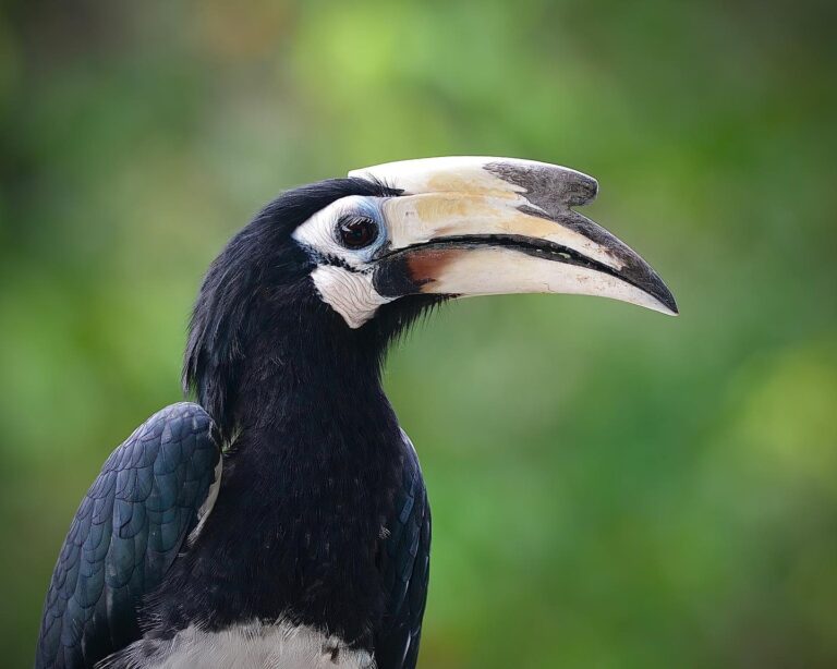 Face to face with two Oriental-pied Hornbills, right on!, image 1