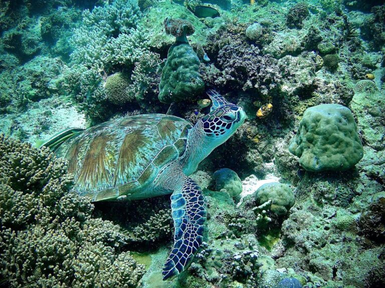 Green Sea Turtle around Borneo