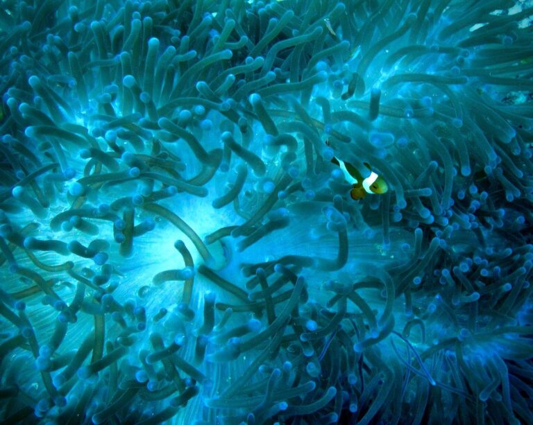 Clownfish around Borneo