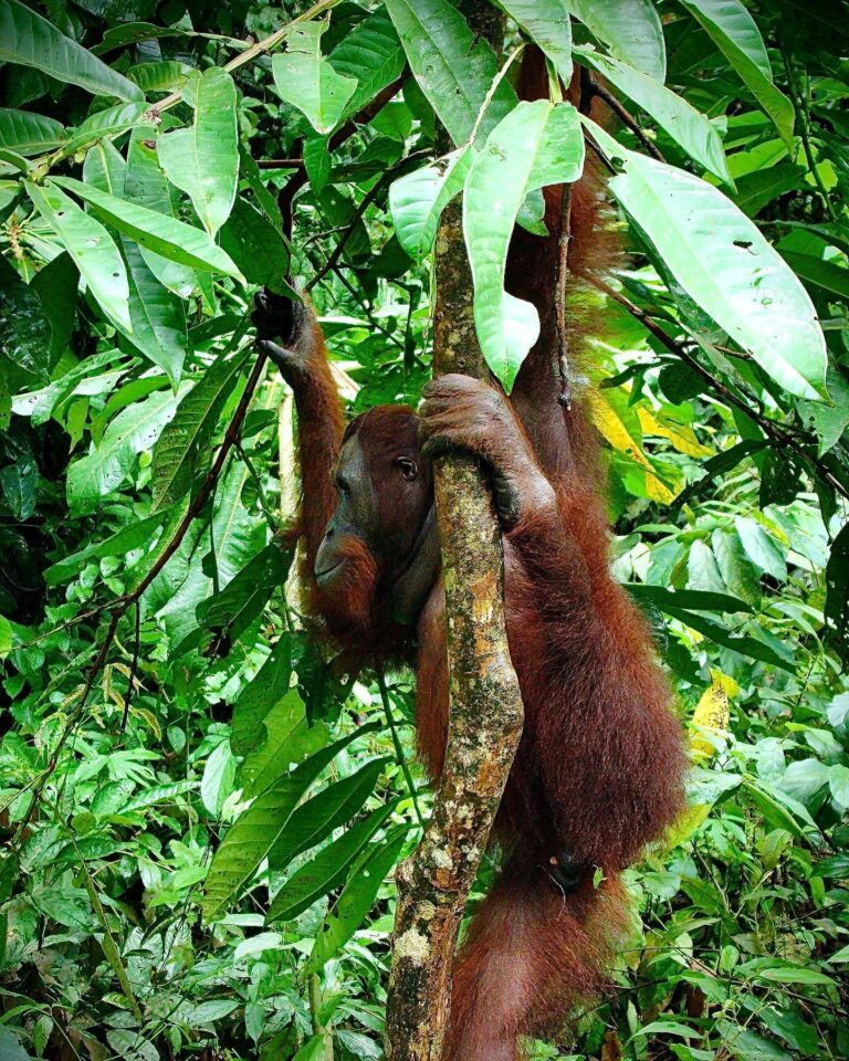 Young orangutan from the northern part of Borneo, Malaysia