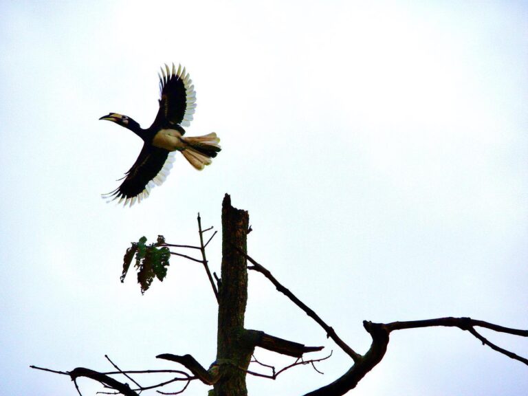 Hornbill from North Borneo