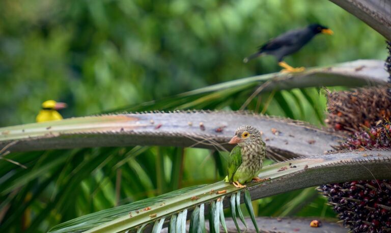 Lineated Barbet, Black-naped Oriole & Javan Myna, image 1