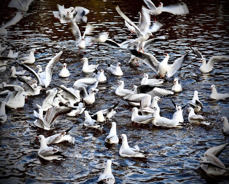 In winter, the Green Lake in Kunming is covered with seagulls coming from Siberia looking for a warmer weather, image 1