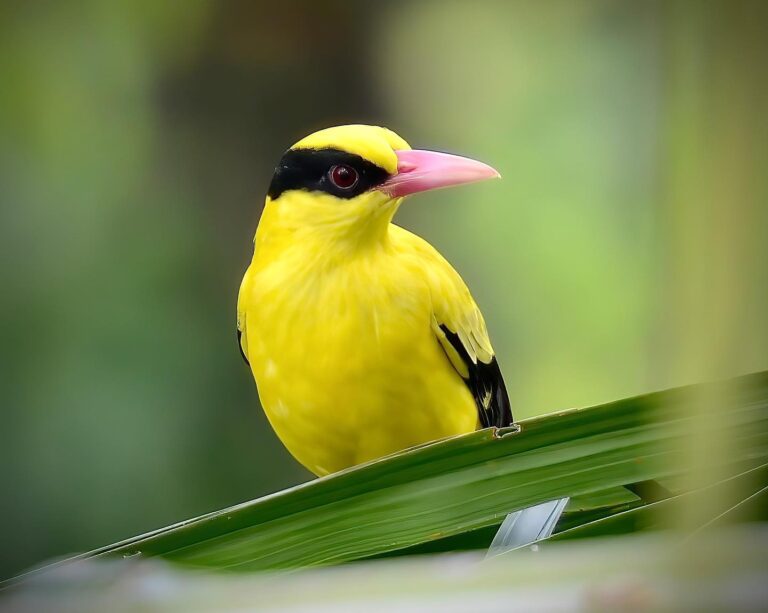 Black-naped Oriole, image 1