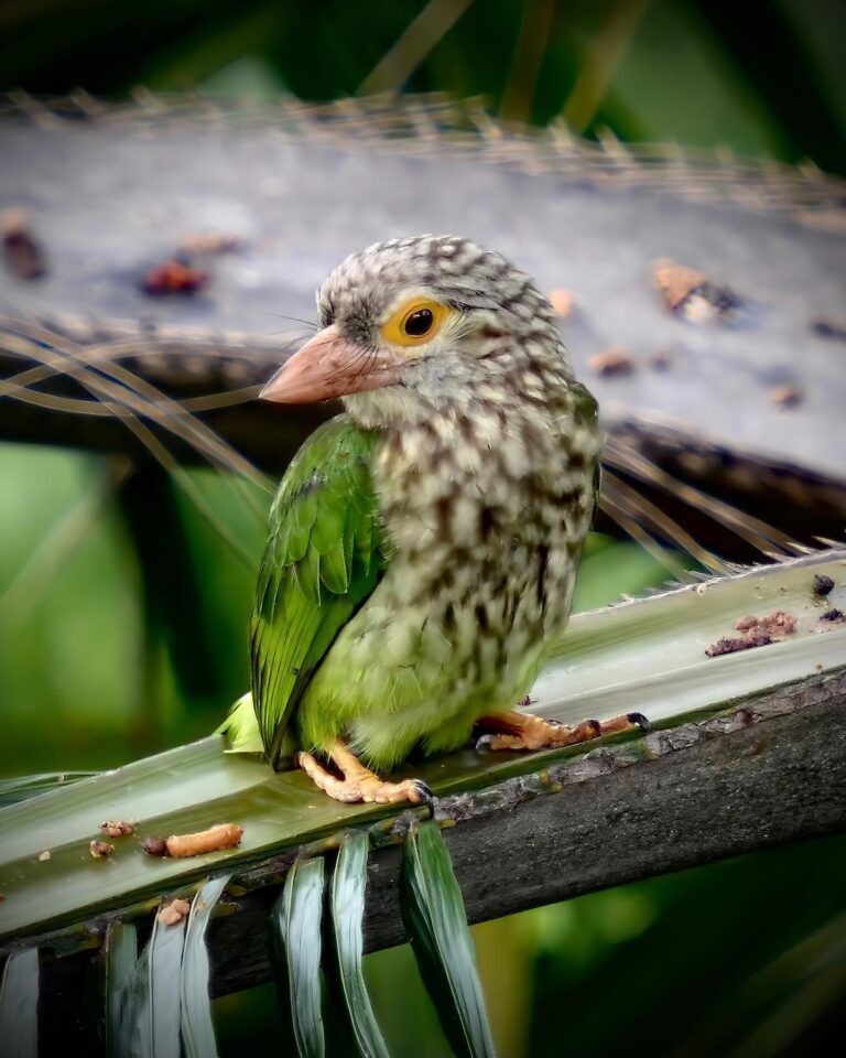 Lineated Barbet, image 1