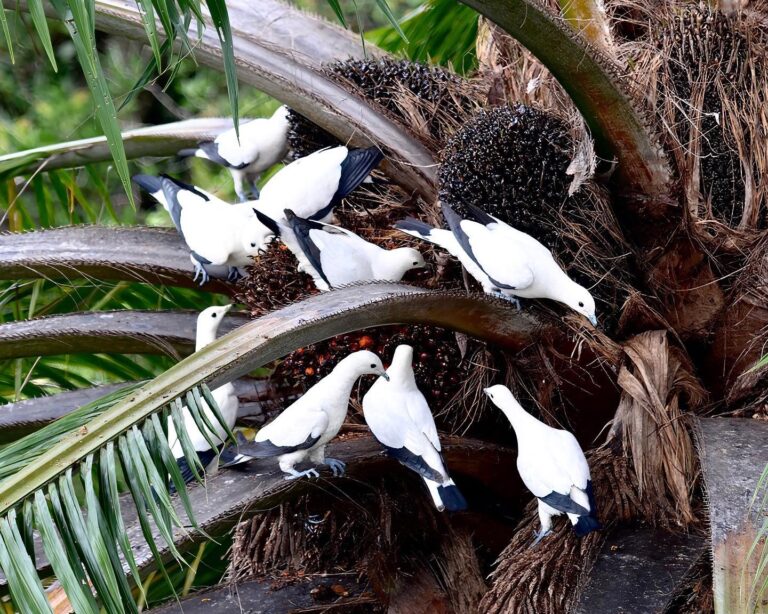 Flock of Pied Imperial Pigeons, image 1