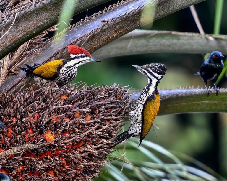 Couple of common Flameback Woodpeckers
