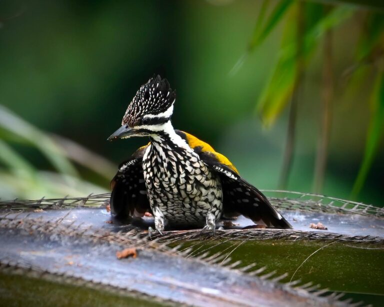 Angry female Flameback Woodpecker (I'll explain in another post why she was angry)