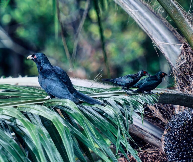 The Dark Side of the Force (2/2): Asian Glossy Starlings and their master, the Asian Koel Cuckoo