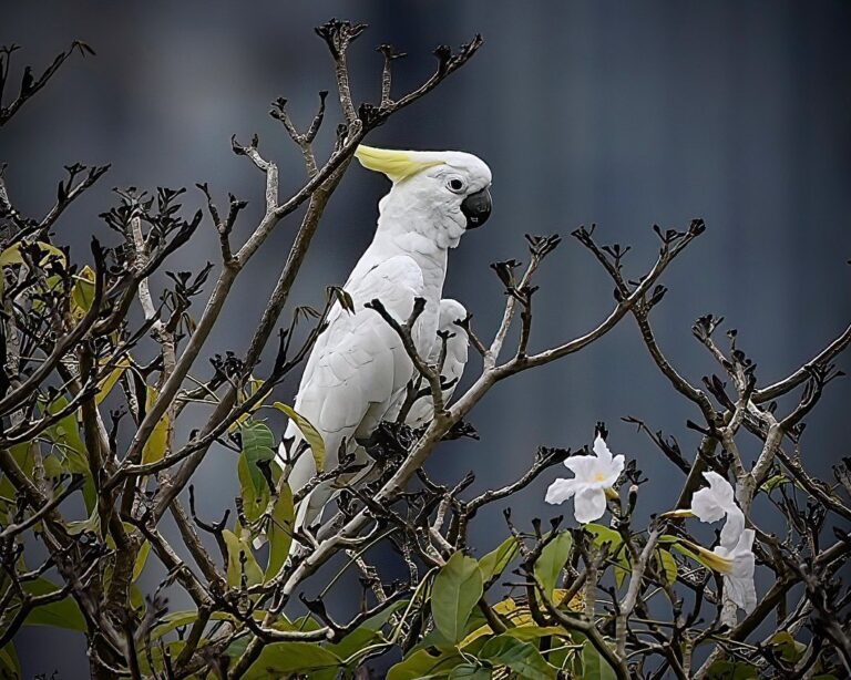 Wild yellow-crested Cockatoo, image 1