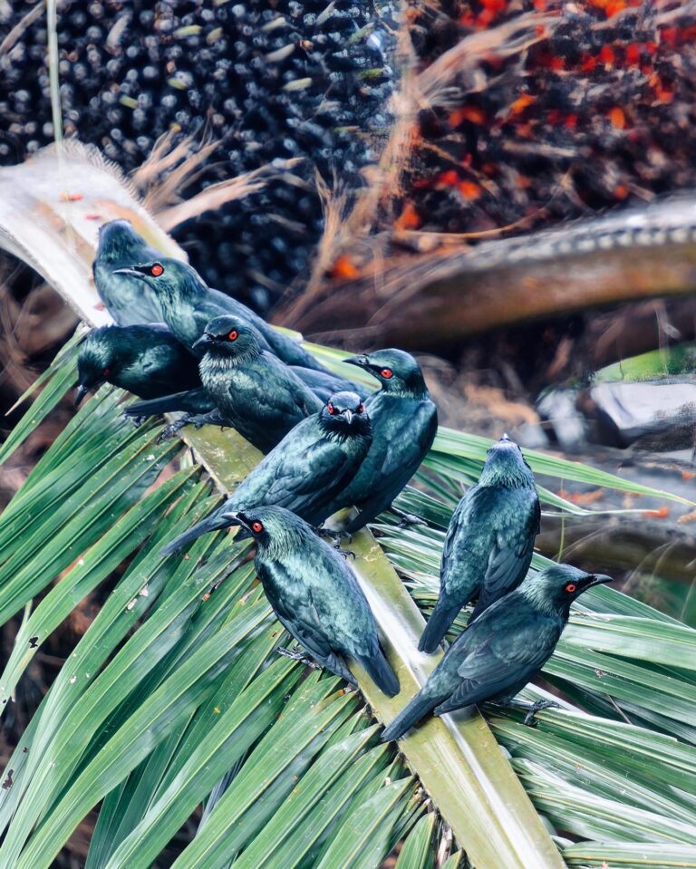 The Dark Side of the Force (1/2): An army of Asian Glossy Starlings