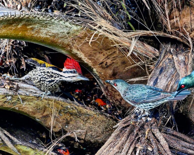 Woodpeckers really love to fight. Here again, against Asian Glossy Starlings