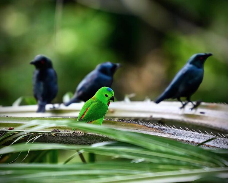 A touch of brightness in a World of darkness: a Blue-crowned Hanging Parrot & Asian Glossy Starlings