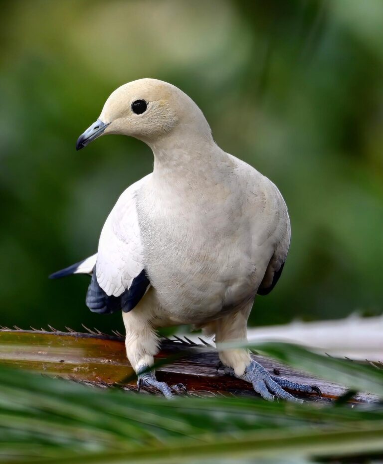 Pied Imperial Pigeon