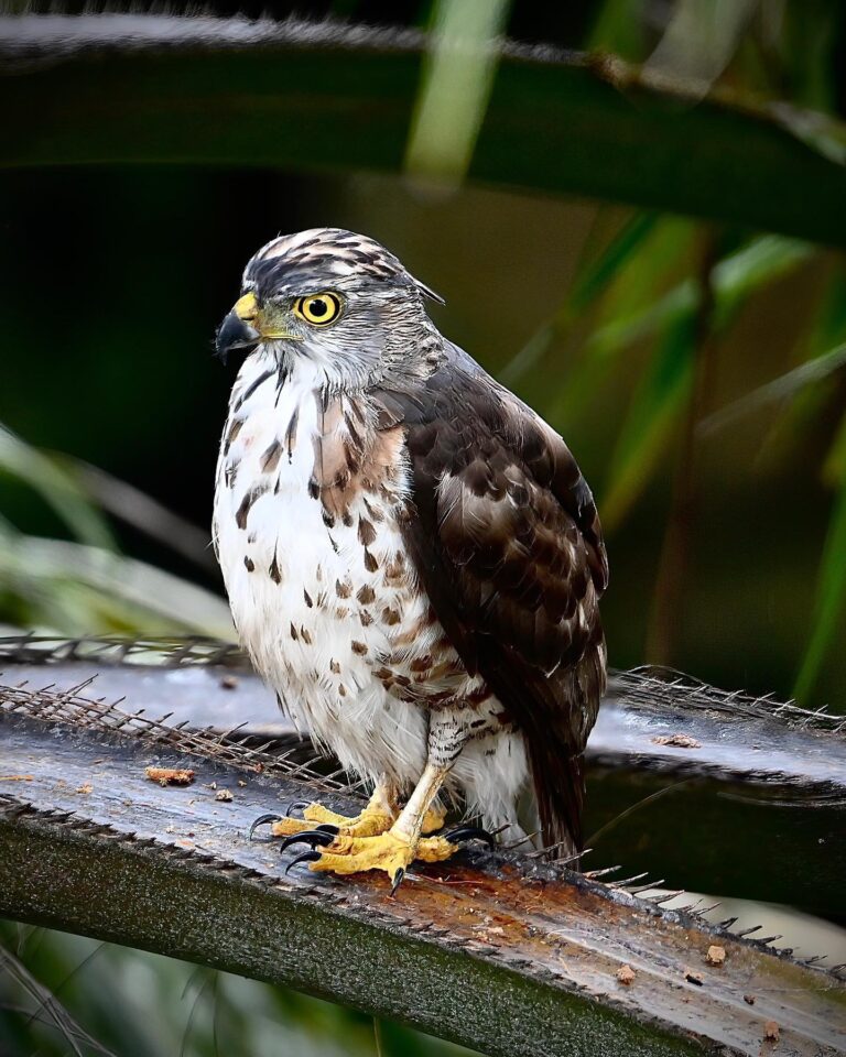 He just came back, and gave me more time to take his picture. Crested Goshawk,, image 1