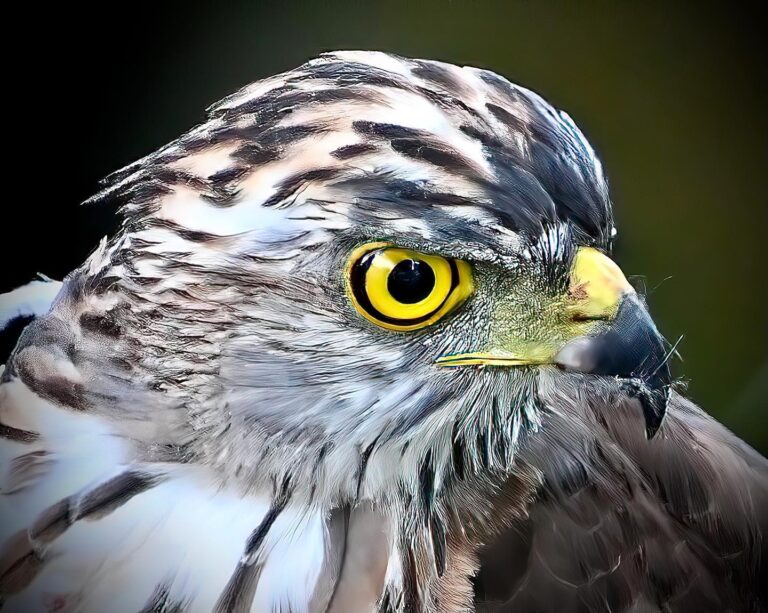 He just came back, and gave me more time to take his picture. Crested Goshawk,, image 1