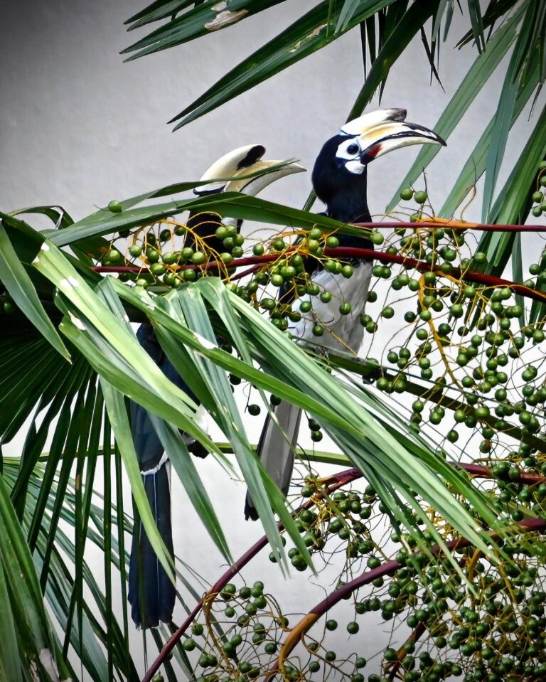 Happily ever after, by Oriental Pied hornbills. Ok, I will stop posting hornbills for a while