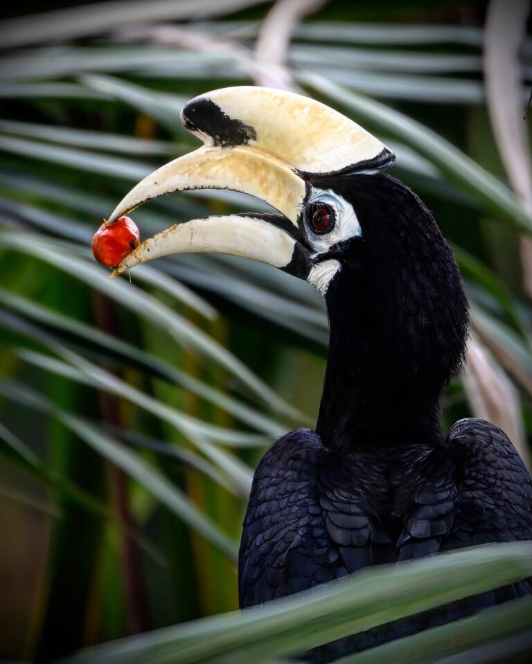 Hello, my name is Nat, I have been Hornbill-post sober for one week, but this time I couldn’t resist.…