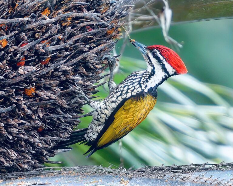 These two little punks (aka Flameback Woodpeckers) have been coming almost every day these days, image 1